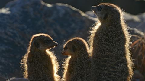 Die Erdmännchen im Tierpark Sababurg