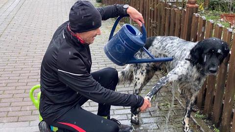 Uwe Becker reinigt nach dem Laufen seinen Münsterländer Cooper mit Gießkannen