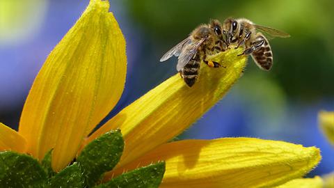 Zwei Bienen an einer Blüte