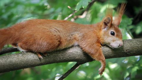 Ein Eichhörnchen liegt an einem heißen Sommertag träge auf einem Ast