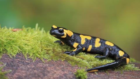 Feuersalamander