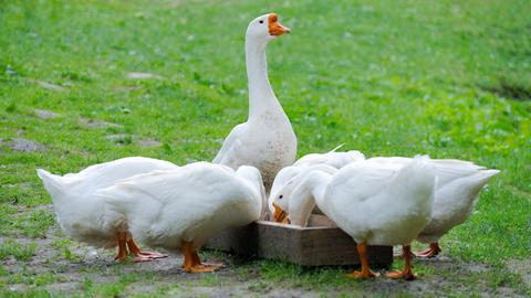 Gänse am Futtertrog