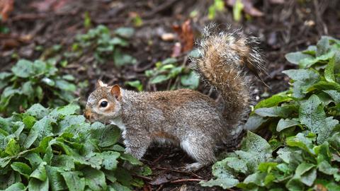 Grauhörnchen