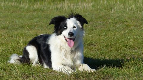 Schwarzweißer Hund liegt hechelnd im Gras