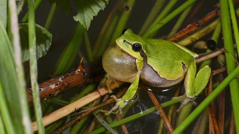 Quakender Laubfrosch