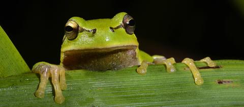 Laubfrosch