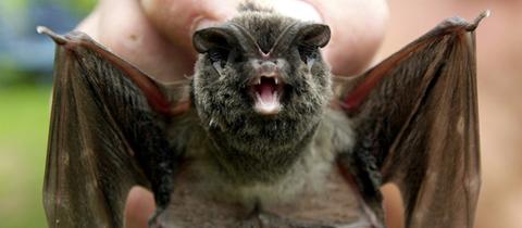 Mopsfledermaus