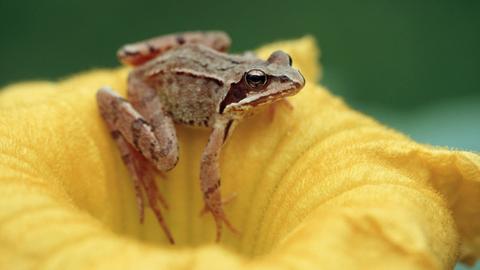 Springfrosch auf einer Blüte