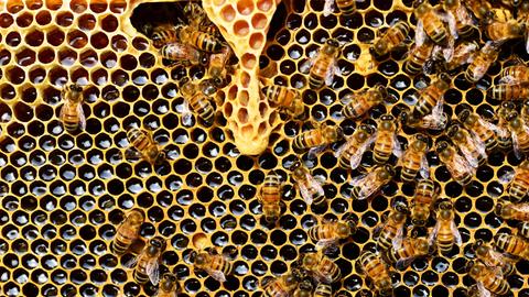 Honigbienen auf den gefüllten Waben