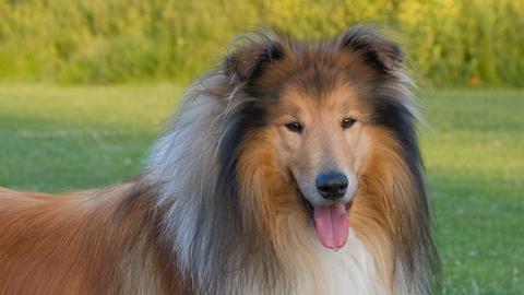 Collie