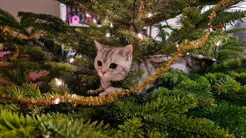 Weihnachtsbaum von Helmut Schumacher aus Baunatal