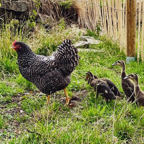 Huhn Entenküken laufen