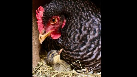 Huhn mit Entenküken