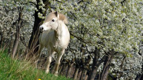 Kirschblüte in Witzenhausen