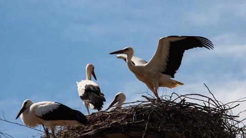 Störche im Nest