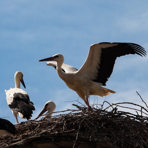 Störche im Nest