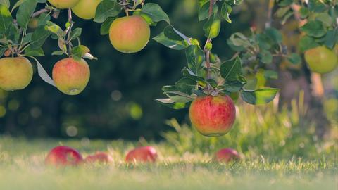 Streuobstwiese