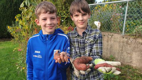 Vera John hat Süßkartoffeln in ihrem Garten angebaut