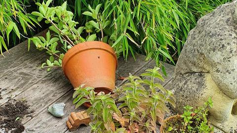 Chilipulver gegen lästige Waschbären