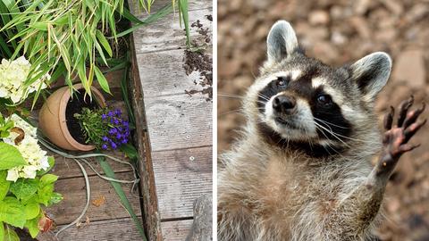 Collage: die umgeworfenen Blumentöpfe von Connie Strack und ein Waschbär