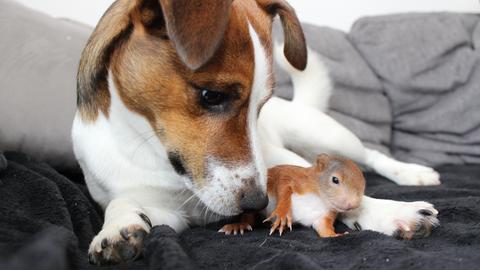 Tierfreundschaft: Jack-Russel-Terrier und Eichhörnchen