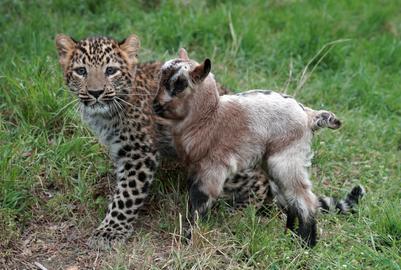 Tierfreundschaft: Leopard und Ziege