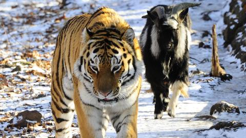 Tierfreundschaft: Tiger und Ziege