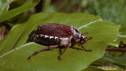 Waldmaikäfer