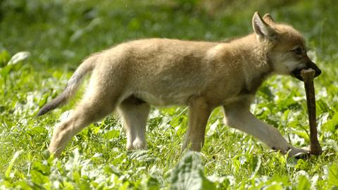 Ein Wolfswelpe mit einem erbeuteten Knochen.