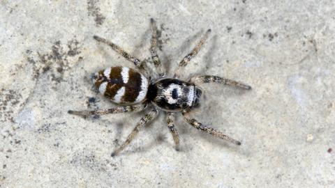 Zebraspringspinne