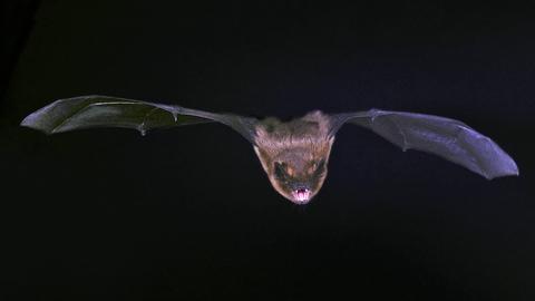 Zwergfledermaus