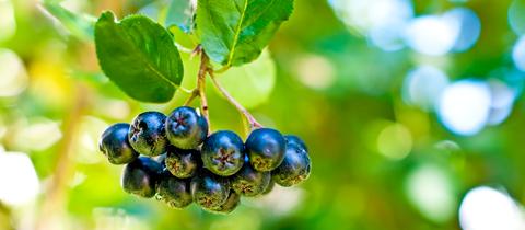 Aronia