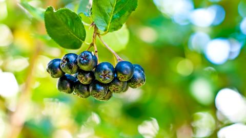 Aronia