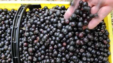 Aronia