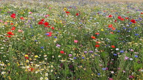 Blumenwiese