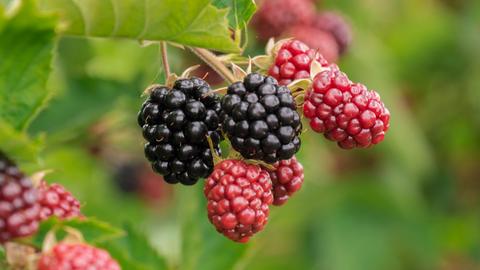 Brombeeren