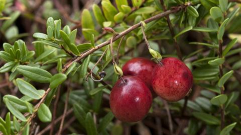 Cranberrys