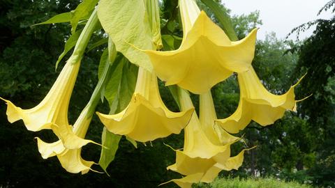 Blüten einer gelben Engelstrompete