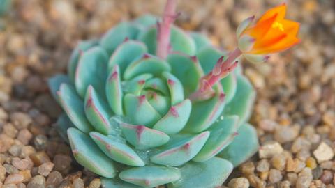 Echeveria derenbergii