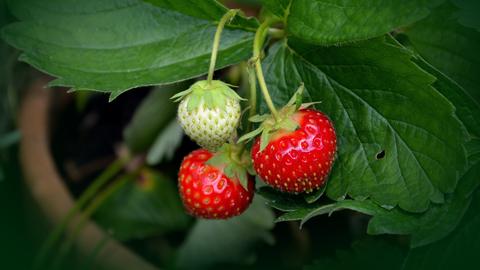 Erdbeeren