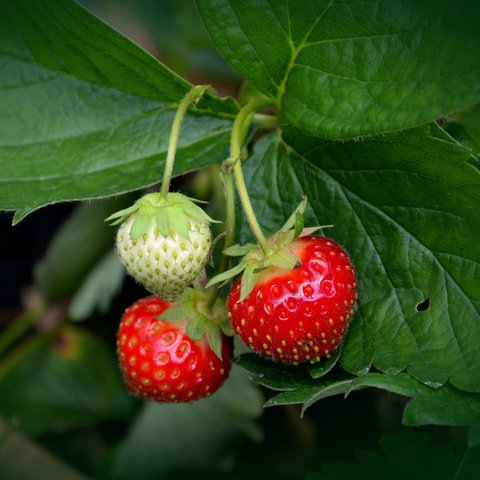 Erdbeeren