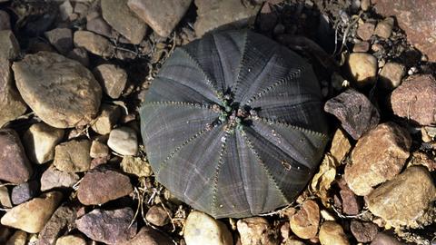 Euphorbia obesa