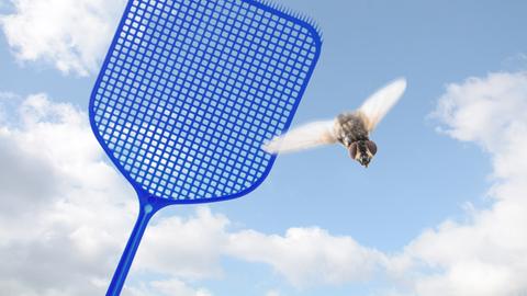 Audio Was Tun Gegen Fliegen In Der Wohnung Hr4 De Rat Tat