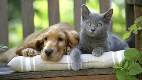 Ein kleiner Jack-Russel-Terrier und eine Katze sitzen auf einer Bank