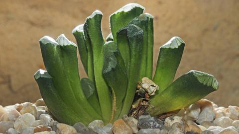 Haworthia truncata