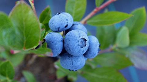 Heidelbeeren