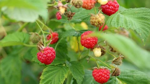 Himbeeren