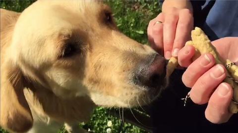 Boomer liebt Hundekekse