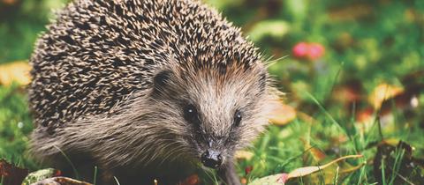 Igel