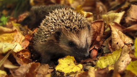 Igel